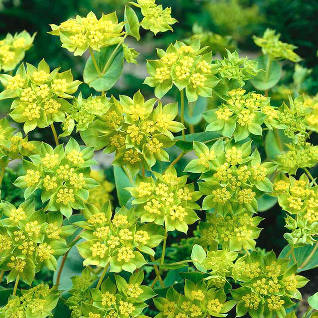 Samen für Hasenohr | BUPLEURUM ROTUNDIFOLIUM 'Griffithii'