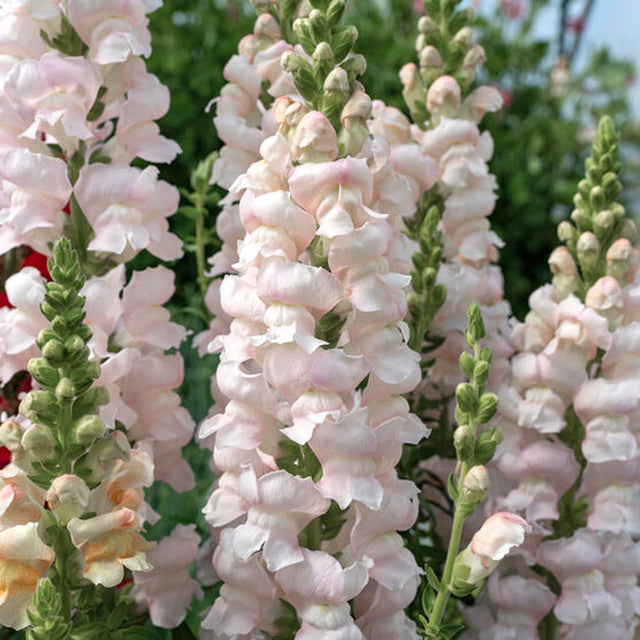 Samen für Löwenmäulchen 'Costa Silver' | ANTIRRHINUM MAJUS