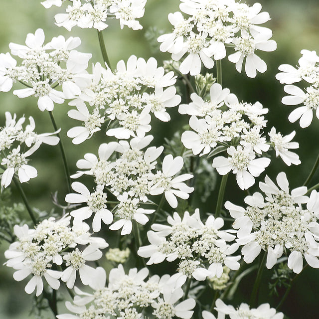 Samen für Strahldolde 'White Lace' | ORLAYA GRANDIFLORA