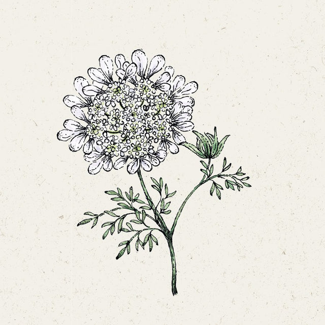 Samen für Strahldolde 'White Lace' | ORLAYA GRANDIFLORA