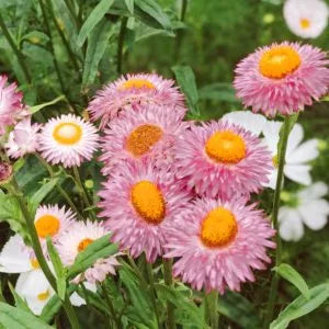 Samenmischung FLOWERS TO DRY für Schnittblumen