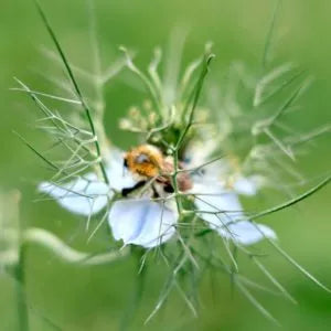 Samenmischung FLOWERS TO DRY für Schnittblumen