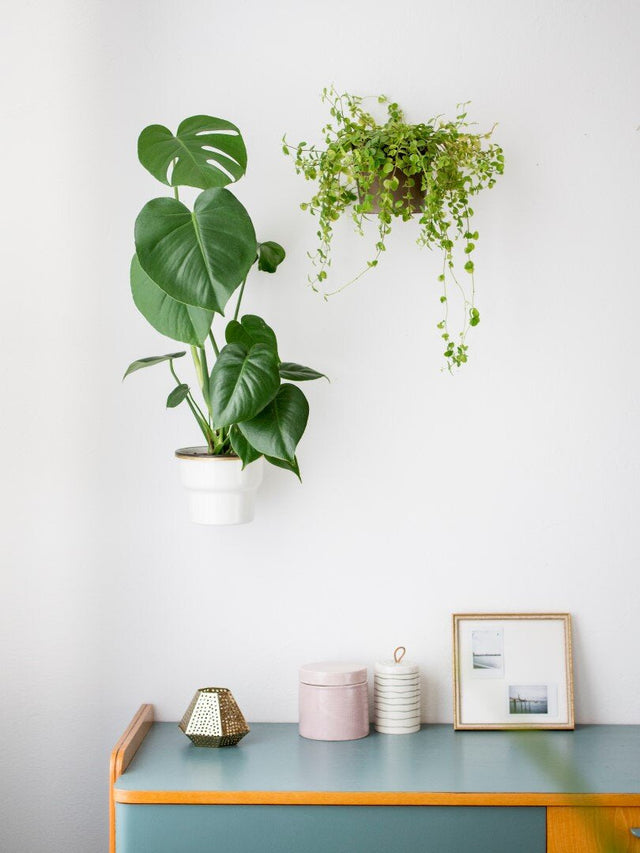 Plantyrings | Wandhalterung für Pflanzen in L