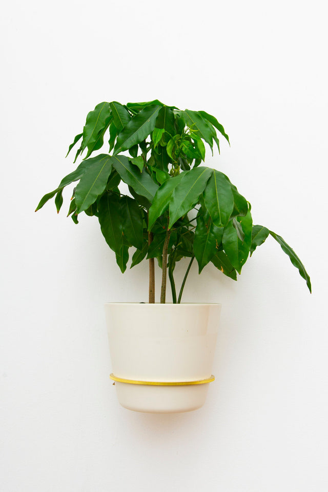 Plantyrings | Wandhalterung für Pflanzen in M