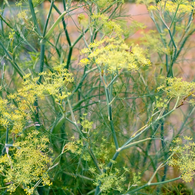 Samen für Dill | ANETHUM GRAVEOLENS
