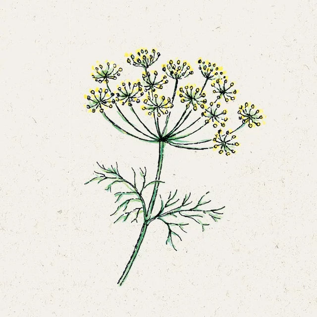 Samen für Dill | ANETHUM GRAVEOLENS