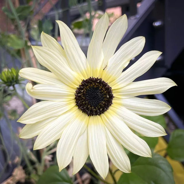 Sonnenblumensamen ITALIAN WHITE