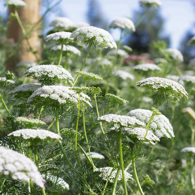 Samenmischung COOL FLOWERS für Schnittblumen