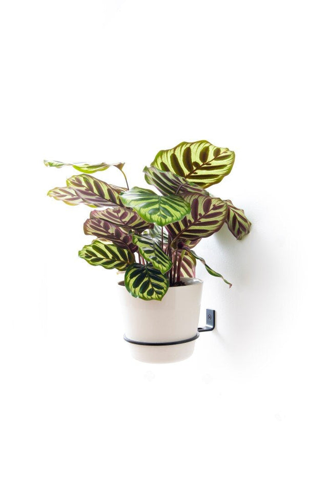 Plantyrings | Wandhalterung für Pflanzen in M