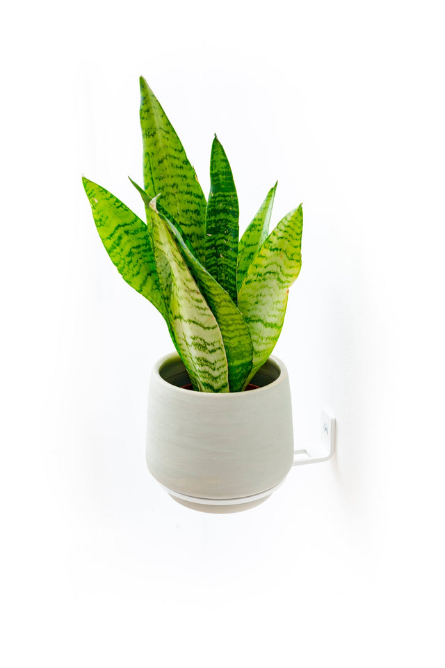 Plantyrings | Wandhalterung für Pflanzen in L