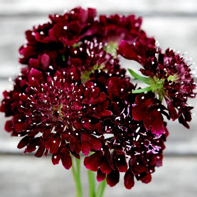 Samenmischung COOL FLOWERS für Schnittblumen