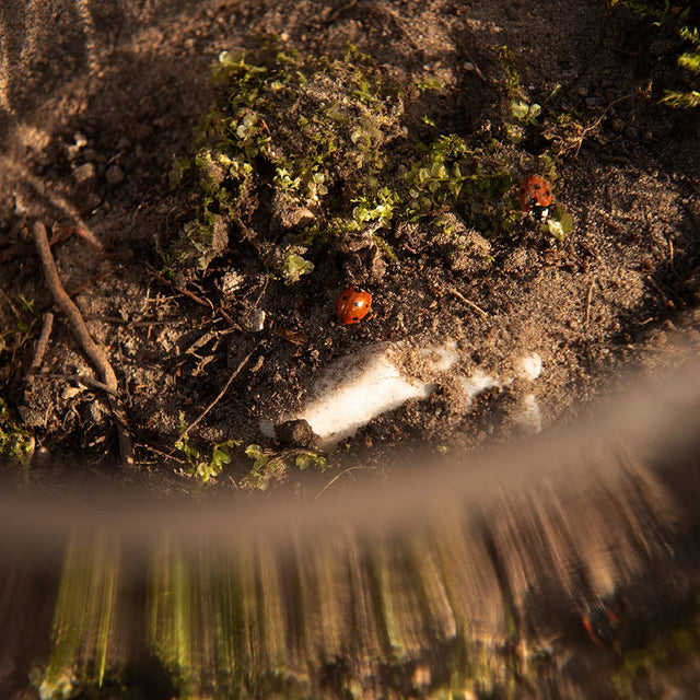 Local Habitat | Kleines Terrarium  mit Vergrößerungsbubbles