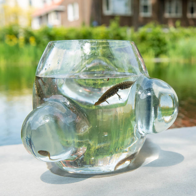 Local Habitat | Kleines Terrarium mit Vergrößerungsbubbles