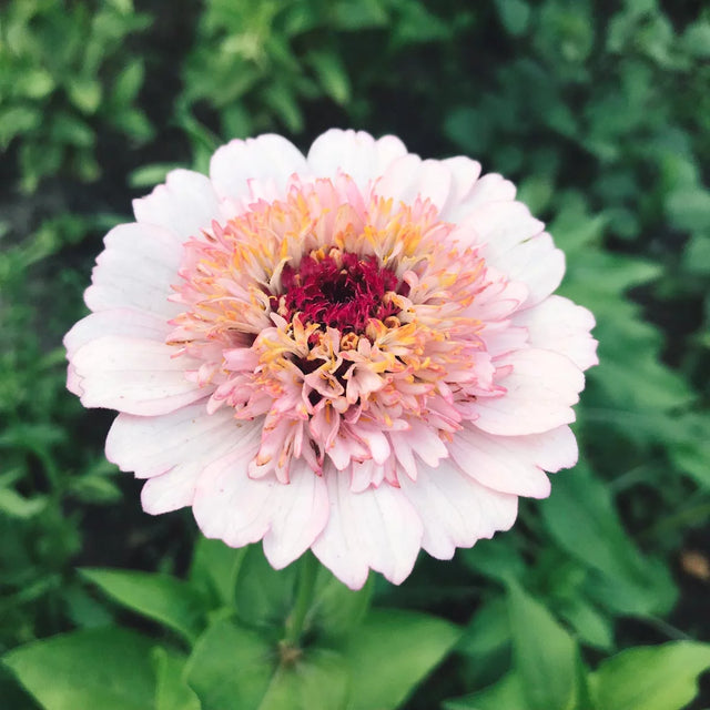 Samenmischung URBAN CUT für Schnittblumen