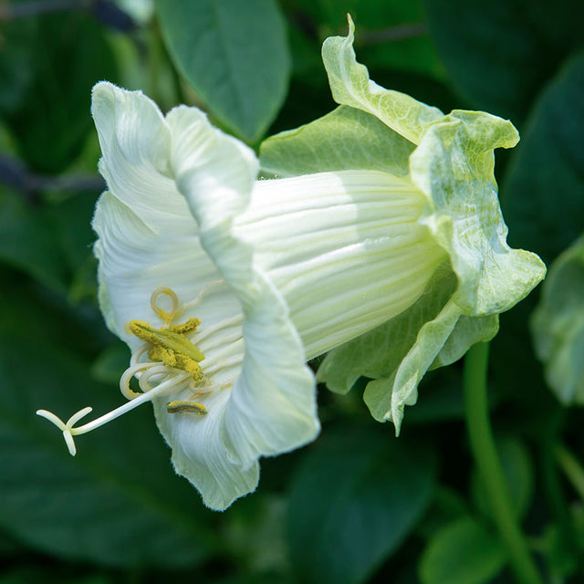 Samenmischung FAST & FURIOUS für Schnittblumen | Jora Dahl