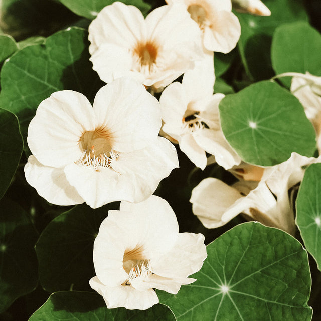 Samenmischung URBAN CUT für Schnittblumen | Jora Dahl