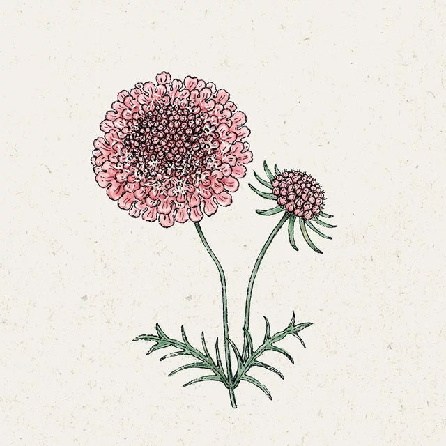 Samenmischung COOL FLOWERS für Schnittblumen | Jora Dahl